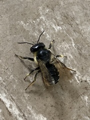Megachile inermis