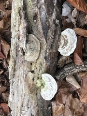 Trametes