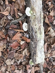 Trametes