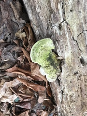 Trametes