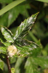 Podosphaera filipendulae