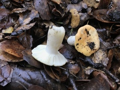 Russula basifurcata