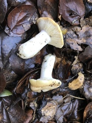 Russula basifurcata
