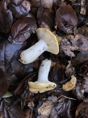 Russula basifurcata