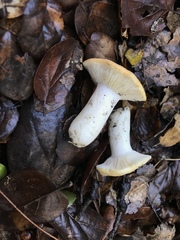 Russula basifurcata