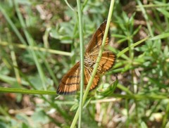 Idaea flaveolaria