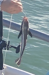 Rachycentron canadum