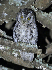 Otus senegalensis
