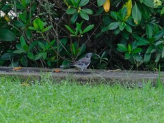 Mimus polyglottos image