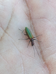 Chrysanthia viridissima