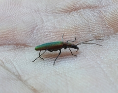 Chrysanthia viridissima