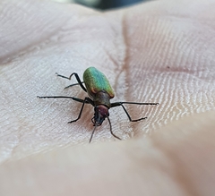 Chrysanthia viridissima