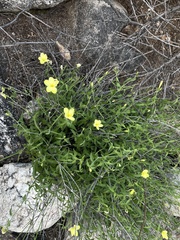 Haplophyton crooksii