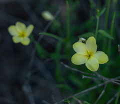 Haplophyton crooksii