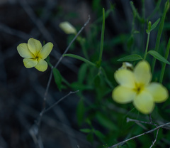 Haplophyton crooksii