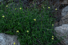 Haplophyton crooksii