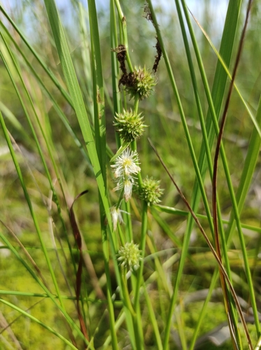 Burr-reed (Sparganium subglobosum)