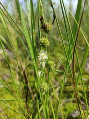 Sparganium subglobosum