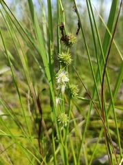 Sparganium subglobosum