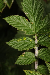 Dasineura ulmaria
