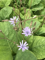 Cicerbita macrophylla