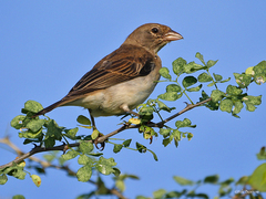 Yellow-Spotted Petronia photo 2