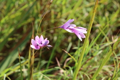 Dierama igneum