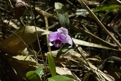 Sobralia decora