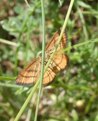 Idaea flaveolaria