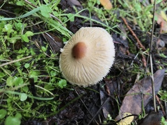 Lepiota neophana