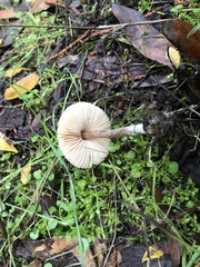 Lepiota neophana