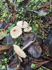 Lepiota neophana