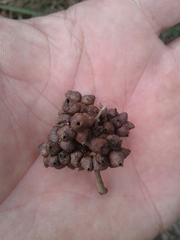 Dasineura rubiformis