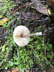 Lepiota neophana