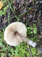 Lepiota neophana