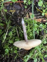 Lepiota neophana