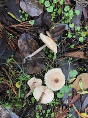 Lepiota neophana