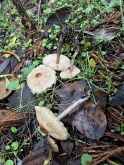 Lepiota neophana