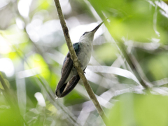 Chalybura buffonii