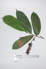 Antidesma tomentosum