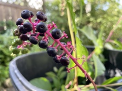 Phytolacca americana