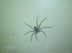 Selenops