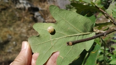 Cynips quercus