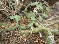 Baculellum articulatum