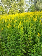 Solidago gigantea
