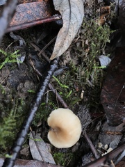 Clitocybe salmonilamella