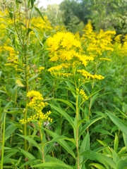 Solidago gigantea