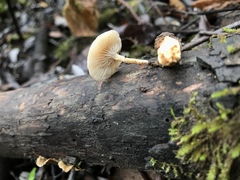 Clitocybe salmonilamella