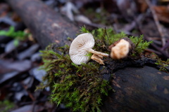 Clitocybe salmonilamella