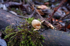 Clitocybe salmonilamella
